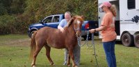 Horsing Around