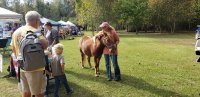 Hi Horsey!